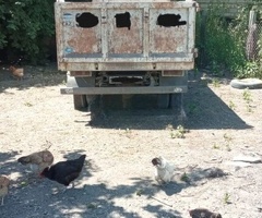 NPR 66 L, 2007, 4.3L, 211000 km, Mexanika