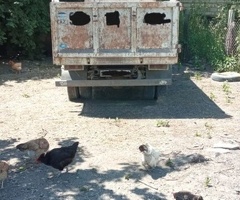 NPR 66 L, 2007, 4.3L, 211000 km, Mexanika