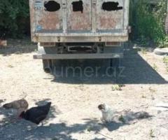 Özüboşaldan, sənədləri qaydasındadı, şəhərə girişi var.Real alıcılar əlaqə saxlaya bilər